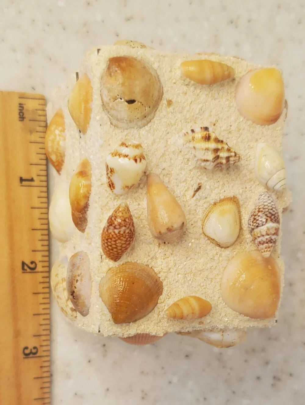 Vintage Shell Encrusted Trinket Box Camp Barakel Souvenir Coastal Beach Decor MC